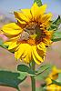 in طبیعت عکاس : نعمتی Sunflower butterfly