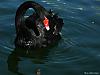 in حیوانات عکاس : نعمتی قوی سیاه - Black Swan