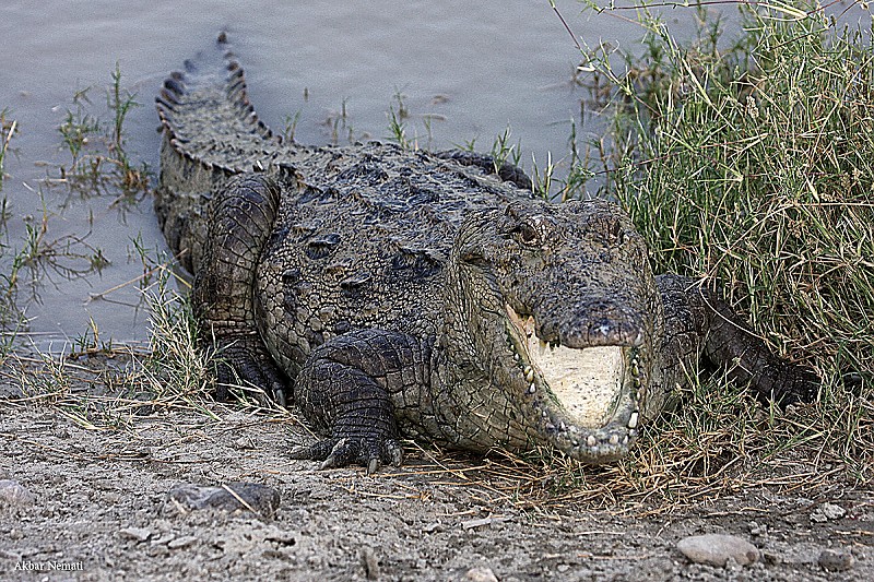 in حیوانات عکاس : نعمتی Gando (Persian crocodile)