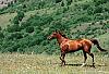 in حیوانات عکاس : نعمتی اسب - Horse