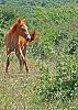 in حیوانات عکاس : نعمتی اسب - Horse