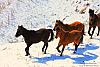 in حیوانات عکاس : نعمتی "Horses in the snow"