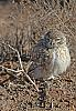 Little Owl - جغد کوچک