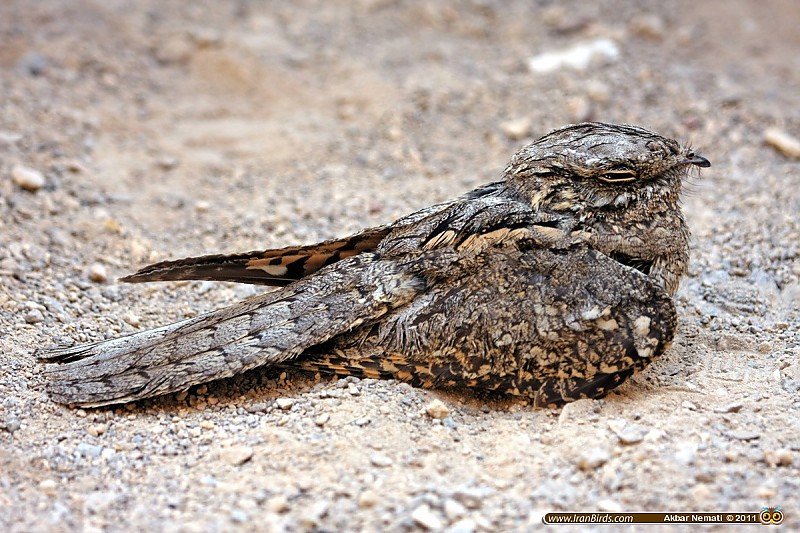 in حیوانات عکاس : نعمتی European Nightjar شبگرد