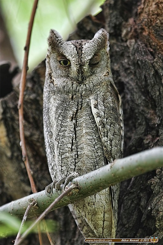 in حیوانات عکاس : نعمتی چشمک مرغ حق کوچکترین جغد ایران -  Eurasian Scops Owl
