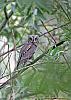 in حیوانات عکاس : نعمتی مرغ حق کوچکترین جغد ایران -  Eurasian Scops Owl