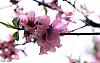 in طبیعت عکاس : melika bidabadi Blossoms
