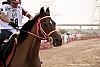 مسابقات اسب دوانی دوبی ۲۰۱۳