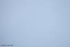 in نجومی (عمق آسمان) عکاس : Chegini داس مه نو "هلال شامگاهی ماه شعبان 1433"