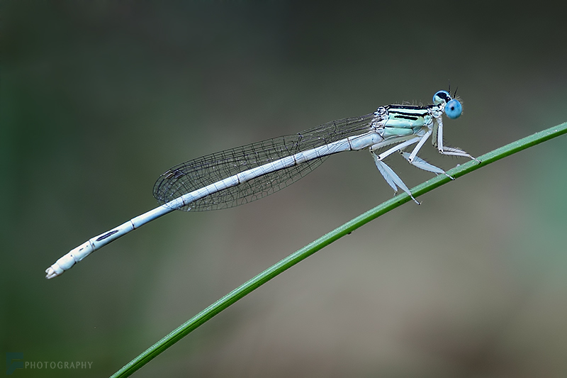 in حیوانات عکاس : farshad dragonfly 3