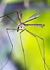 in حیوانات عکاس : farshad daddy long legs crane fly