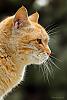 in حیوانات عکاس : farshad Cat Portrait