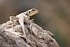 in حیوانات عکاس : farshad Lizard