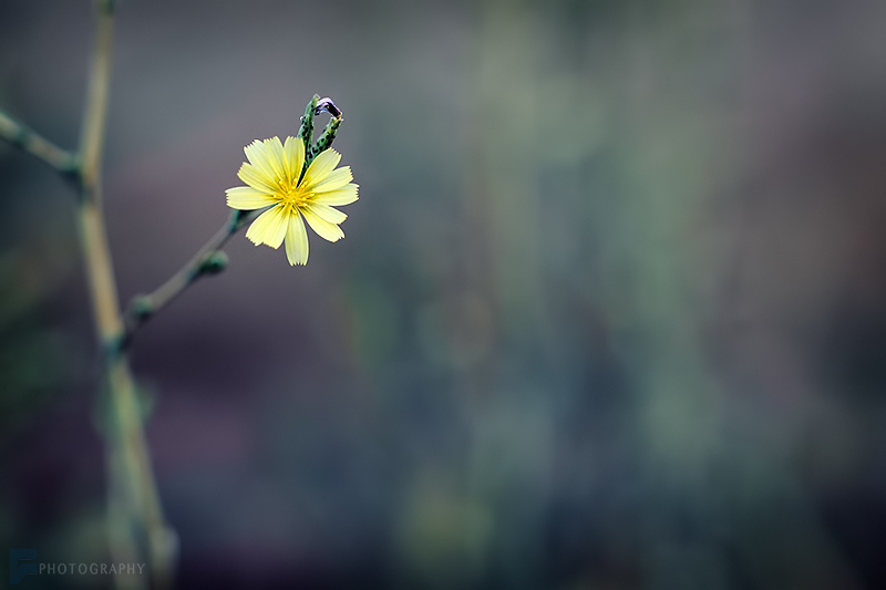 in طبیعت عکاس : farshad Yellow Flower