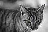 in حیوانات عکاس : farshad Black Cat