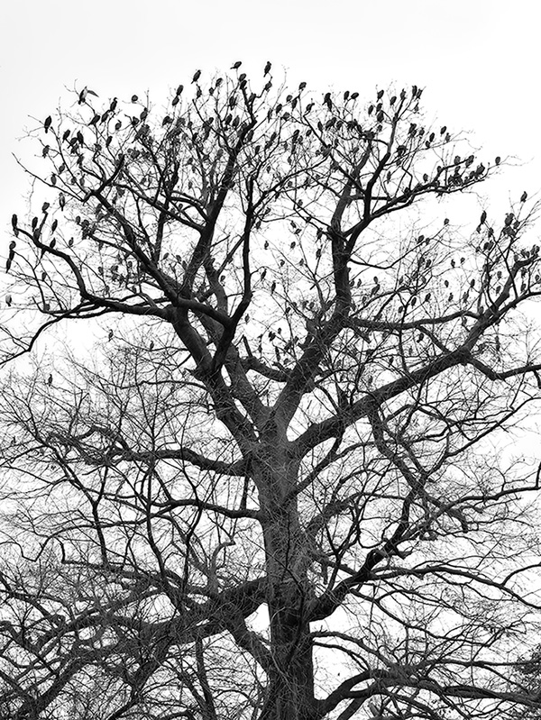 in طبیعت عکاس : farshad درخت پرنده