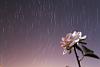 flower and sky