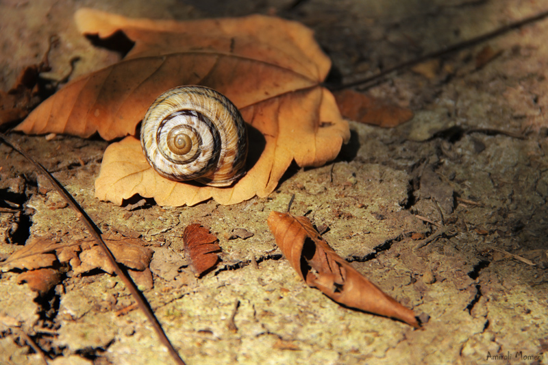 in حیوانات عکاس : Amirali Snail