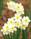 آواتار narcissus flower